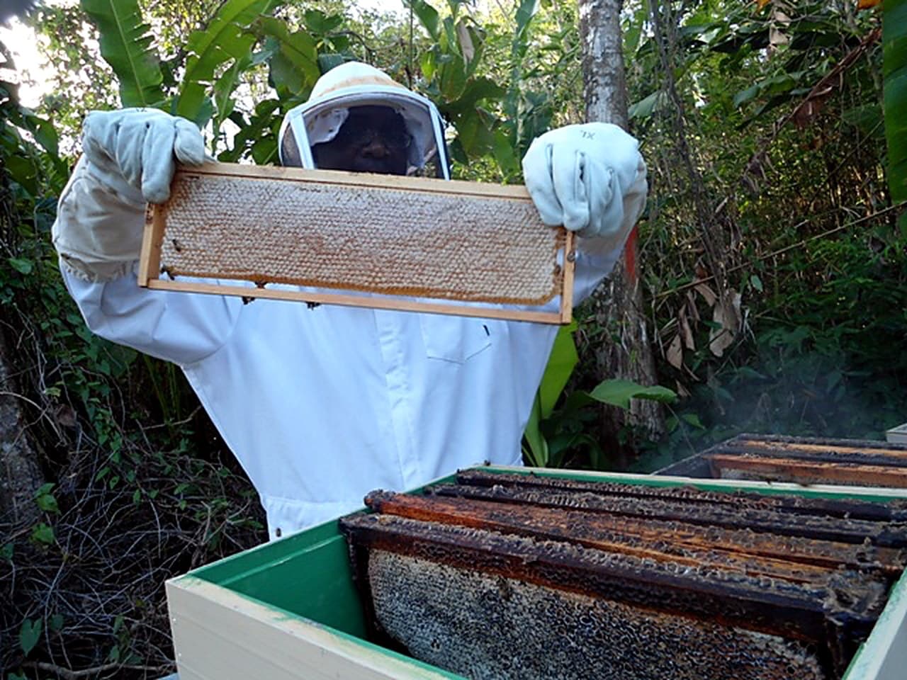 A HerbWai beekeeper in a bee suit holding up a capped honeycomb frame above an open hive