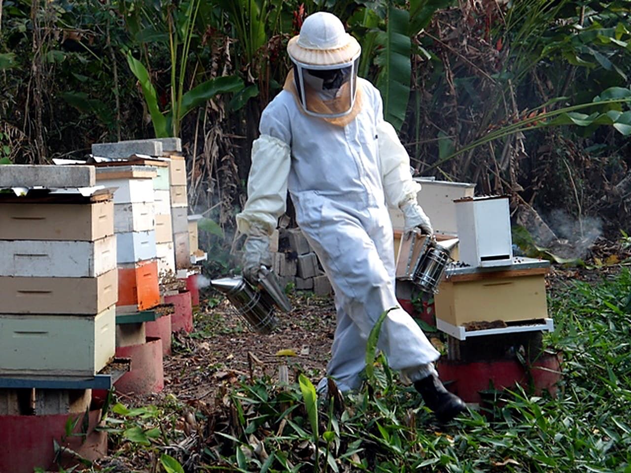 A HerbWai beekeeper in a white bee suit walking between hives with two smokers, surrounded by tropical plants